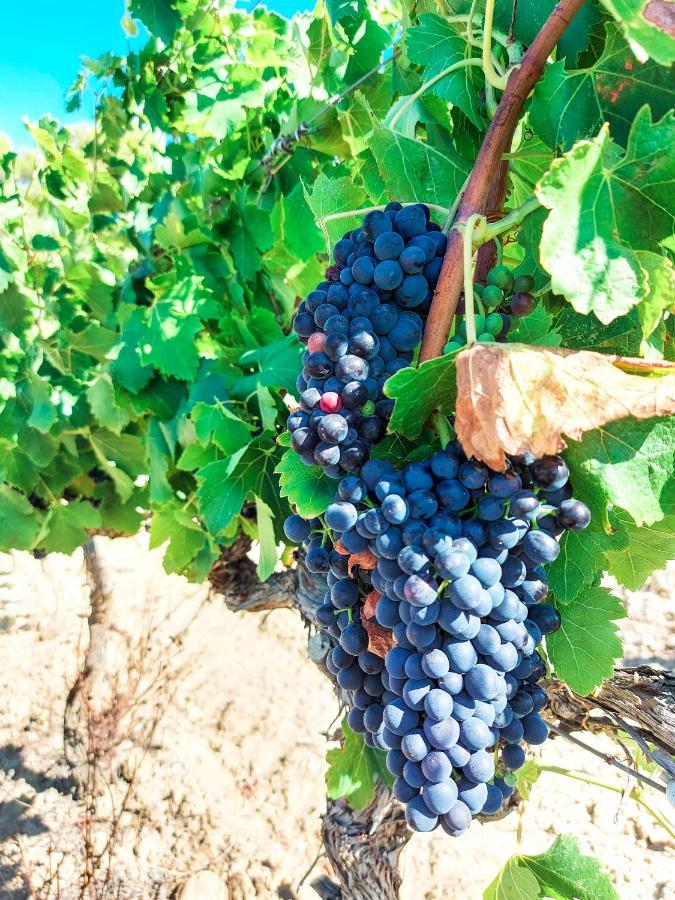 Chateau Le Bouis グリュイッサン エクステリア 写真